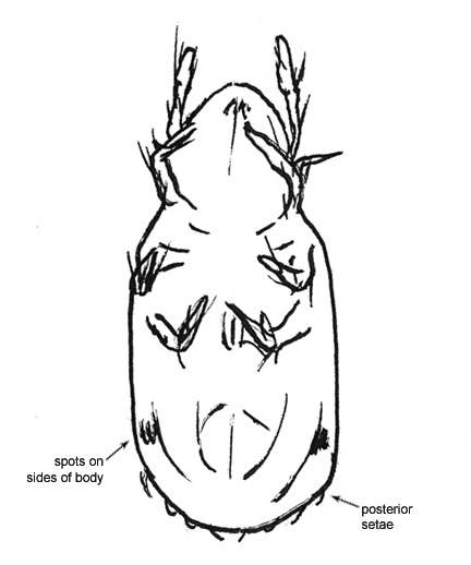 Drawing of 4M (ventral)