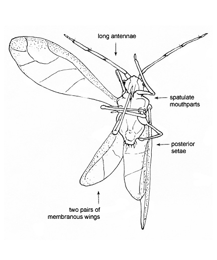 Drawing of 4P (ventral)