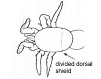 Drawing of 4Q (dorsal)