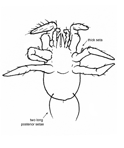 Drawing of 4Q (ventral)