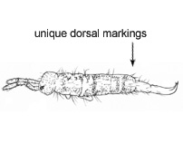 Drawing of 4R (dorsal)