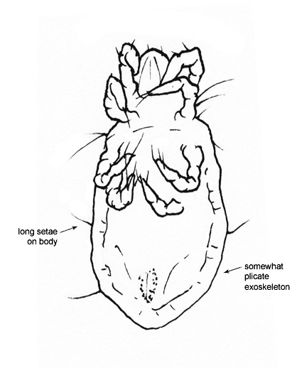 Drawing of 4T (ventral)