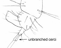 Drawing of 4U (posterior lateral detail)