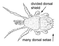 Drawing of 4V (dorsal)
