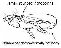 Drawing of 4W (dorsal)