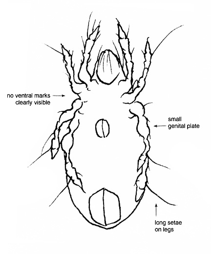 Drawing of 4W (ventral)
