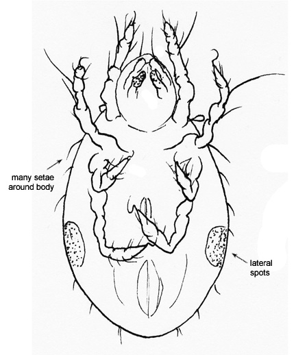 Drawing of 4X (ventral)