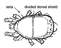 Drawing of 5A (dorsal)