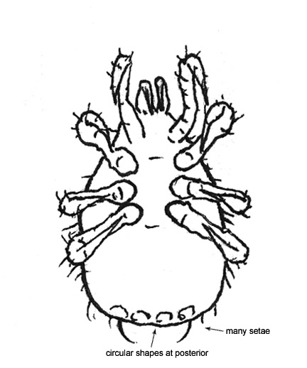 Drawing of 5A (ventral)