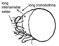 Drawing of 5B (dorsal)