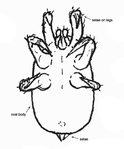Drawing of 5H (ventral)