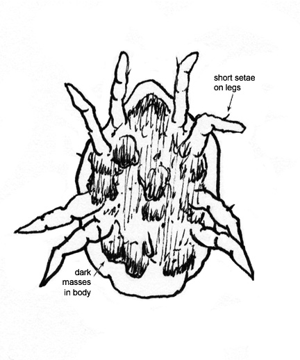 Drawing of 5J (ventral)