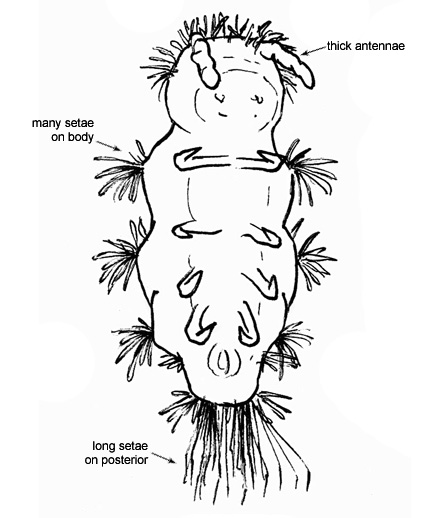 Drawing of 5L (ventral)