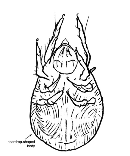 Drawing of 5M (ventral)