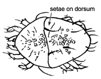 Drawing of 6C (dorsal)