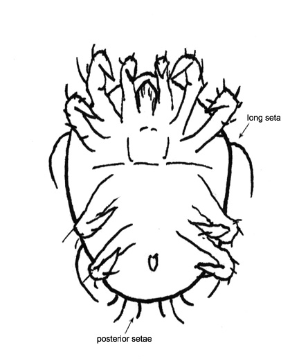 Drawing of 6C (ventral)