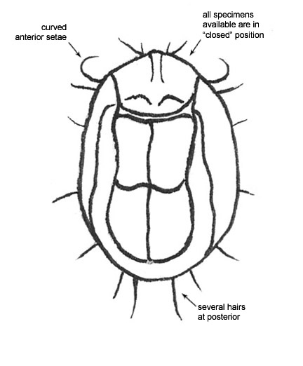 Drawing of 6G (ventral)