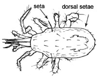 Drawing of 6H (dorsal)