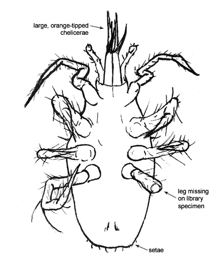 Drawing of 6H (ventral)