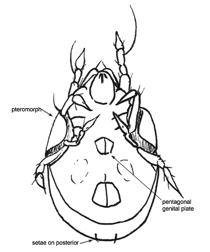 Drawing of 6J (ventral)