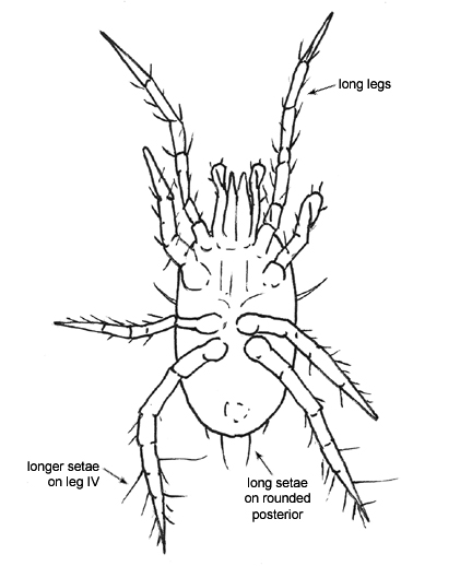 Drawing of 6L (ventral)