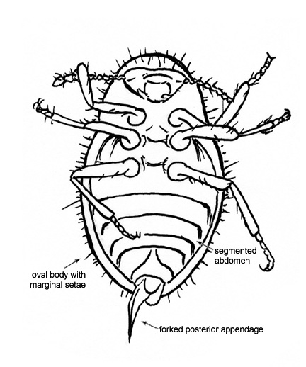 Drawing of 7E (ventral)