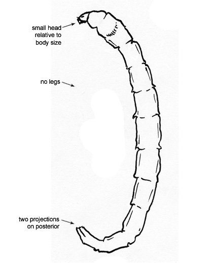 Drawing of 9B (dorsal)