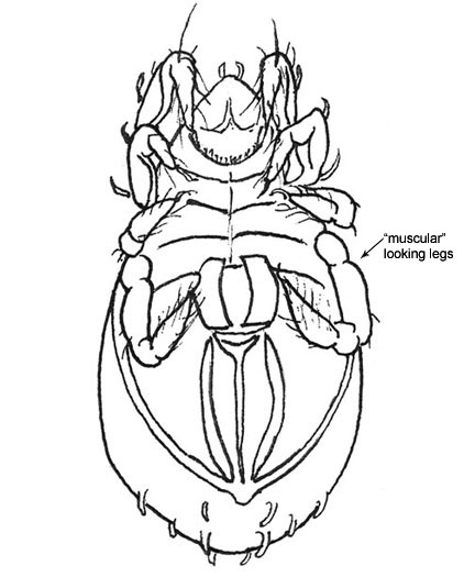 Drawing of A1 (ventral)