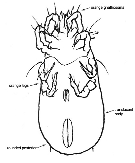 Drawing of A3 (ventral)