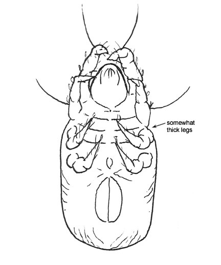 Drawing of A5 (ventral)