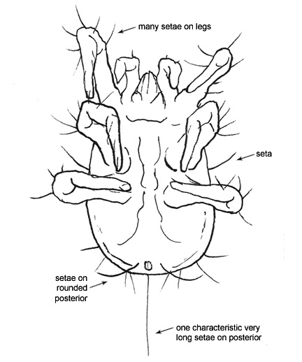 Drawing of AA1 (ventral)