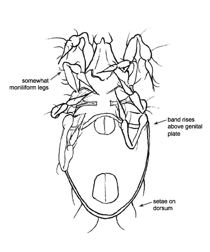 Drawing of AA5 (ventral)