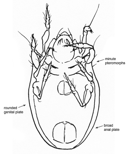 Drawing of AA (ventral)