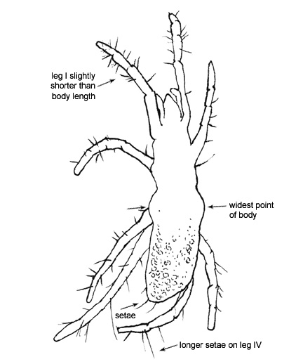 Drawing of AB1 (dorsal)