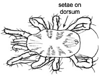 Drawing of AB2 (dorsal)