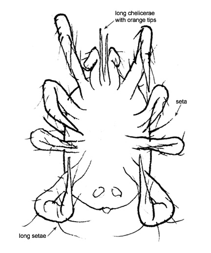 Drawing of AB2 (ventral)