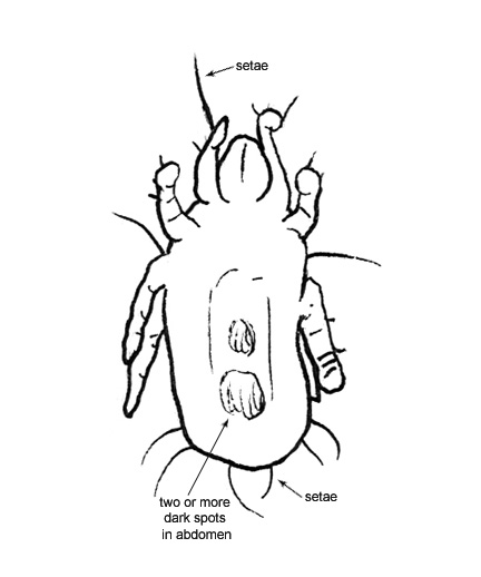 Drawing of AC1 (ventral)