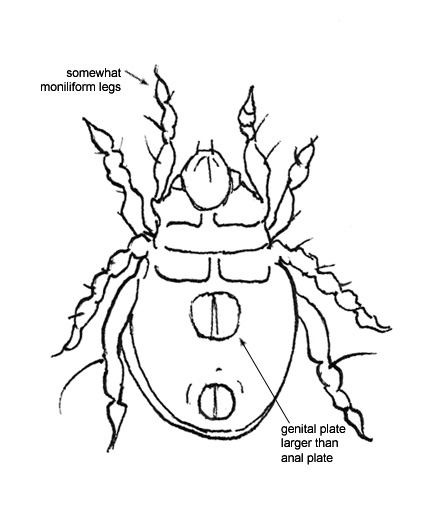 Drawing of AC6 (ventral)
