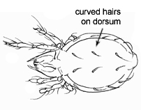 Drawing of AD1 (dorsal)