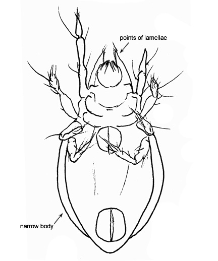 Drawing of AD1 (ventral)