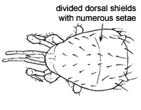 Drawing of AD3 (dorsal)