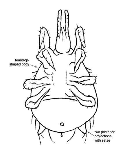 Drawing of AD3 (ventral)