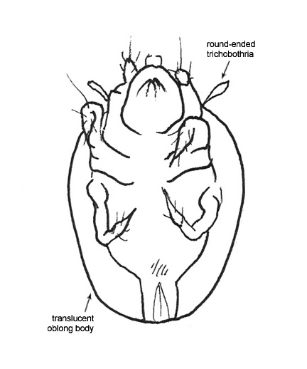 Drawing of AD4 (ventral)