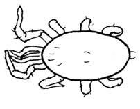 Drawing of AE3 (dorsal)