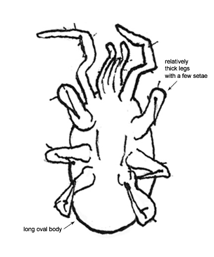 Drawing of AE3 (ventral)