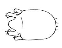Drawing of AE6 (dorsal)