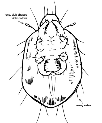 Drawing of AF2 (ventral)