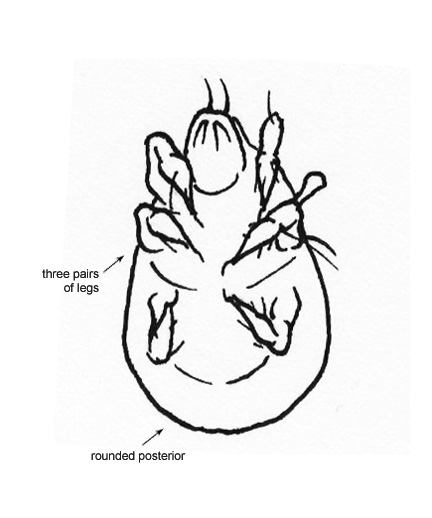 Drawing of AF (ventral)