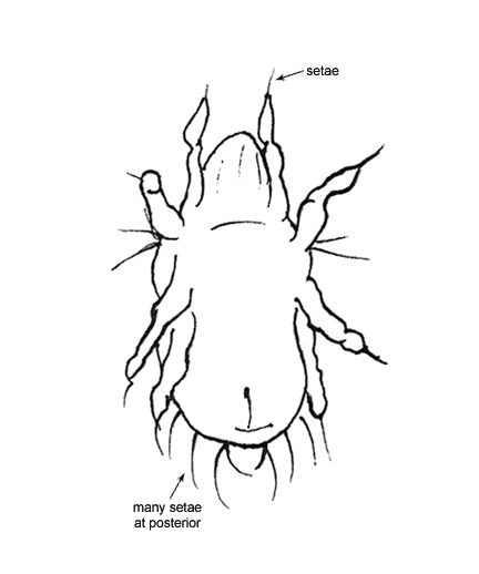 Drawing of AG1 (ventral)