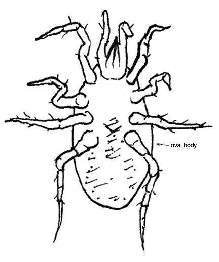 Drawing of AG4 (ventral)